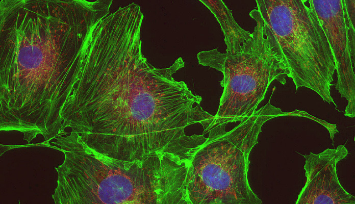 Produktansicht 2 von dhs-Snap