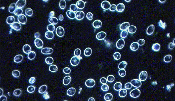 Produktansicht 4 von dhs-Snap